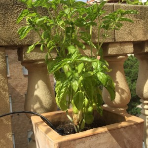 receta pasta albahaca