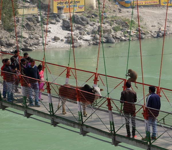 yoga en Rishikesh